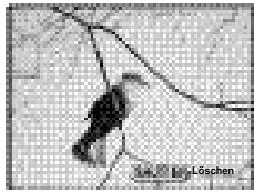 PENTAX DIGIBINO - Drücken Sie nach einer Aufnahme die OK-Taste. - 1