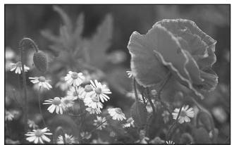 PENTAX K200D - - Fermeture de l'ouverture (augmentation de la valeur d'ouverture) - 1