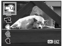 PENTAX OPTIO E30 - Prise de vue de votre animal familier (mode animaux domestiques) - 1