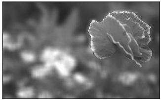 PENTAX K100D SUPER - Effet de l'ouverture - 1