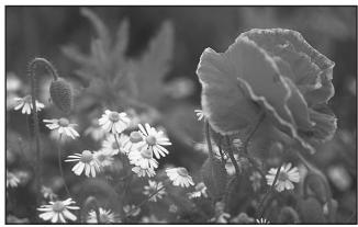 PENTAX K100D SUPER - Effet de l'ouverture - 2