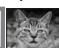 PENTAX OPTIO WG-1,  OPTIO WG3,  WG-10,  WG-3 - Sélection de l'animal que vous souhaitez photographier - 3