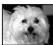 PENTAX OPTIO WG-1,  OPTIO WG3,  WG-10,  WG-3 - Suppression d'un animal de la seLECTION - 3
