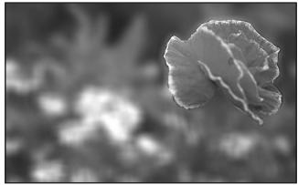 PENTAX K-5 II - Effet de l'ouverture - 1