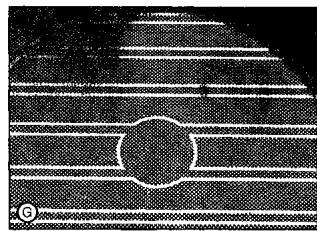 SMEG SE2631TC - Kleurveranderingen van de kookplaat - 7