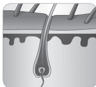 BABYLISS G946E HOMELIGHT CONNECTED - Der Wachstumszyklus des Haars - 6