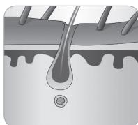 BABYLISS G946E HOMELIGHT CONNECTED - Der Wachstumszyklus des Haars - 7