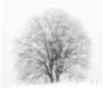 LEICA V-LUX TYP 114 - Monochrome doux - 1