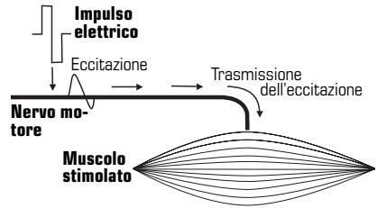 COMPEX SPORT ELITE - Elettrostimolazione del nervo motorio (ESM) - 1
