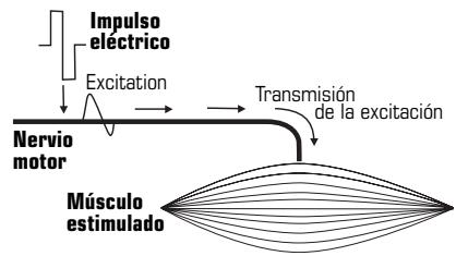 COMPEX SPORT ELITE - Estimulación del nervio motor (EEM) - 1