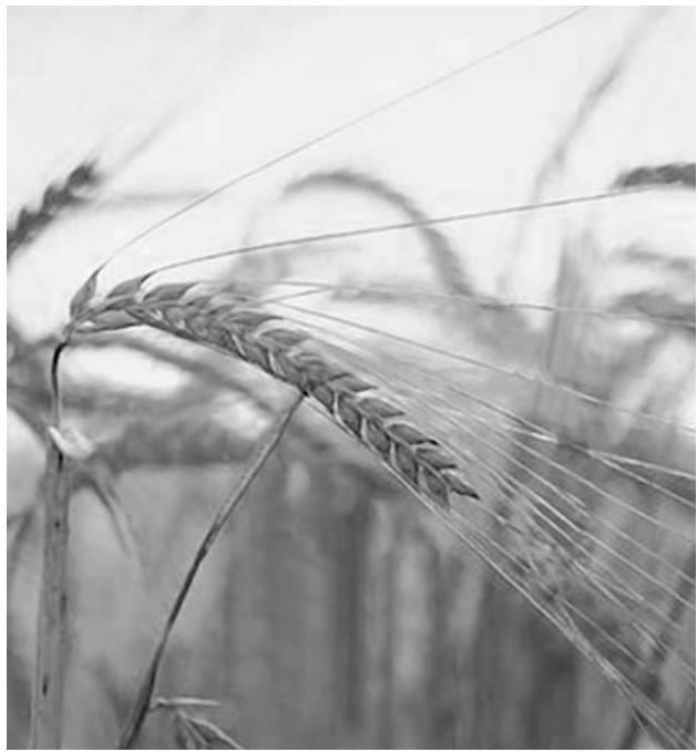 WHITE & BROWN WHITE & BROWN LA PARISIENNE - 1