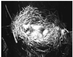 SEALIFE DC600 - À propos du Mode Espion - 3