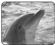 SAMSUNG SC-D263 - Pour arrêté un enregistrement (Ouverture/fermeture en fondu) - 1