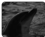 SAMSUNG SC-D263 - Pour arrêté un enregistrement (Ouverture/fermeture en fondu) - 2