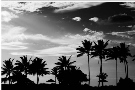 NIKON D610 - Silhouette - 1