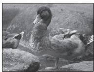 FUJIFILM FINEPIX XP120 - Exposure Compensation - 2