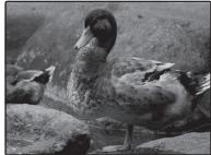 FUJIFILM FINEPIX XP120 - Exposure Compensation - 4