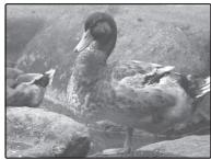 FUJIFILM FINEPIX XP120 - Exposure Compensation - 3