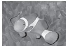 OLYMPUS PT-054 - Gros plan sous-marin - 2