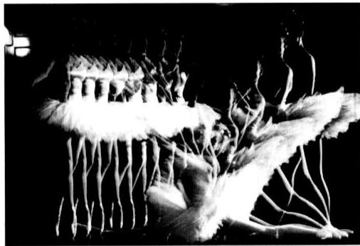 NIKON F-801S - SURIMPRESSION/MULTI-EXPOSITION - 1