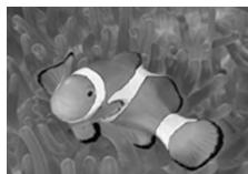 OLYMPUS PT-044 - SOUS-MARIN MACRO - 3