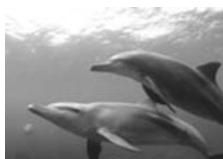 OLYMPUS PT-045 - Grand angle sous-marin 2 - 2