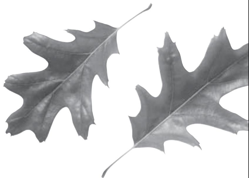 FAGOR LFA-073 SS - - Stainless steel or steel pieces show stains - 1