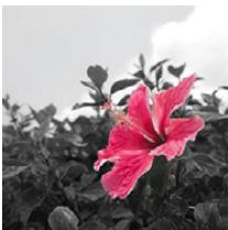 PANASONIC DMC TZ57 - [Désatura. Partielle] - 1