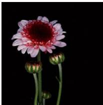 PANASONIC DMC TZ57 - [Clair-obscur] - 1