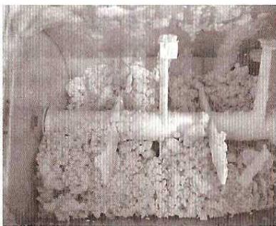 QUIGG DMV-UH1977 - PATES AUX CEUFS - 2