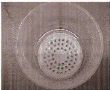 QUIGG DMV-UH1977 - PATES AUX CEUFS - 1