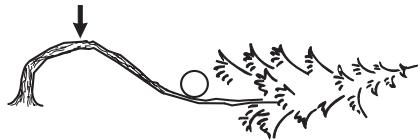 JONSERED CS2245 - Sciage d'un arbre ou d'une branche pliés - 1