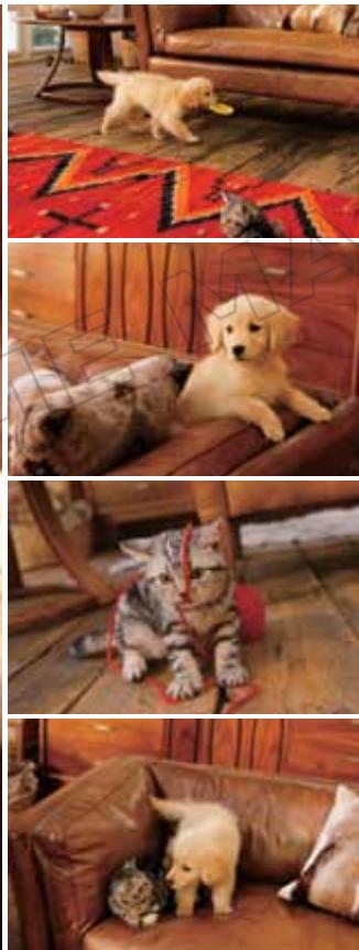 NINTENDO DOGS AND CATS GOLDEN RETRIEVER - WARRANTY LIMITATIONS - 2