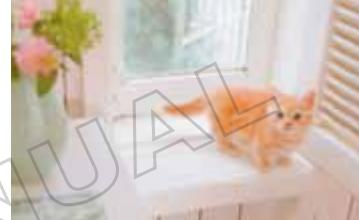 NINTENDO DOGS AND CATS GOLDEN RETRIEVER - Life with Your Kitten - 1