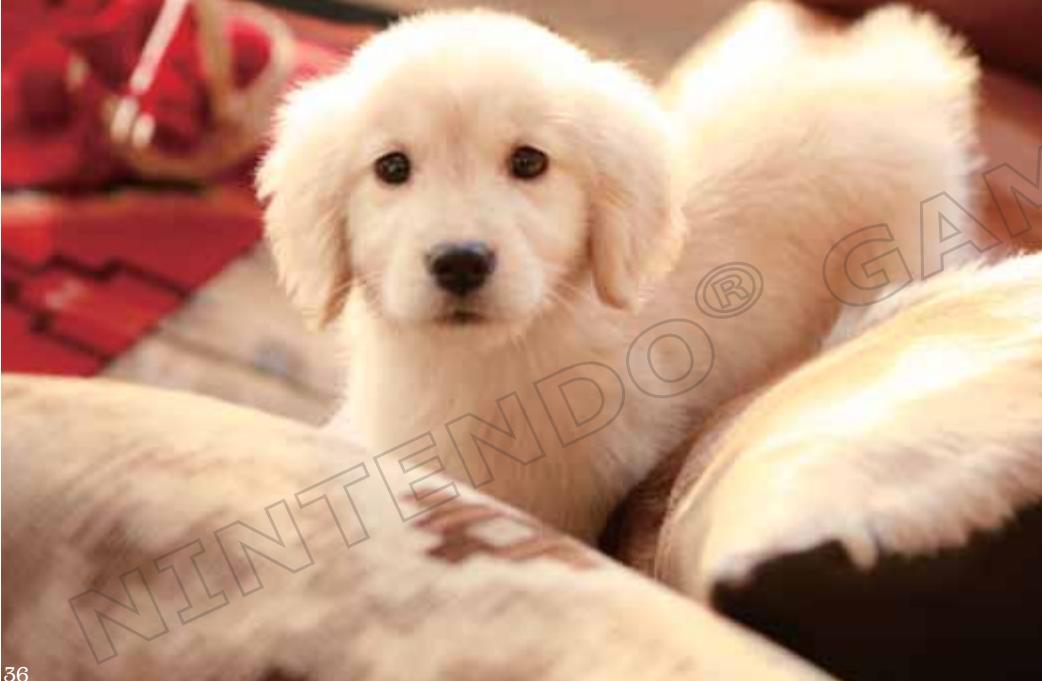 NINTENDO DOGS AND CATS GOLDEN RETRIEVER - LIMITES DE LA GARANTIE - 1