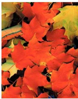 ADOBE ACROBAT X PRO - A propos des séparations - 1