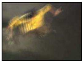 ADOBE AFTER EFFECTS CS3 - Effet Déformation temporelle - 2