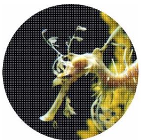 ADOBE FIREWORKS CS3 - Changement du mode d'application des masques - 3