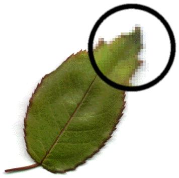 ADOBE FIREWORKS CS3 - Graphiques bitmap - 1