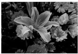 SIGMA DP1 - AVERTISSEMENT !! - 2