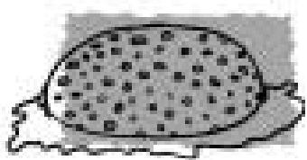 ASPES 5FAC-495 INNF - CLEANING: - 1