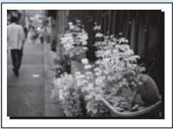JOBO PHOTO DISPLAY - Copiez une photo ou toutes les photos figurant sur votre carte à mémoire - 1