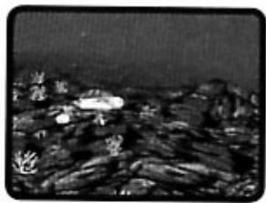 GAMES NINTENDO DS MY SIMS - Plongée - 1