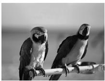 CANON POWERSHOT A2300 - Application des effets spéciaux - 2