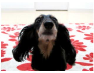 CANON PIXMA MG3150 - Amélioration avec effet très grand angle - 1