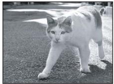 NIKON COOLPIX S4200 - Animaux domestiques - 1