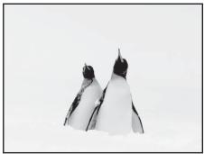 NIKON COOLPIX S4200 - Neige - 1