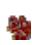 E-TEN X650 - Tapotecz sur, Programmes, puis sur Rechercher. - 8