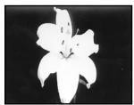 SONY CCD-TR87 - Selecting picture effect - 5