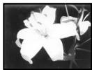 SONY DCR-TRV890E - Selecting picture effect - 2